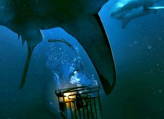 Trailer do terror “47 Meters Down” mostra tubarões sedentos por sangue