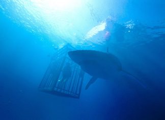 Crítica: Medo Profundo (47 Meters Down) Crítica: Medo Profundo